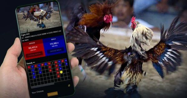 Đá Gà C1 VN88 - Luật Chơi Kỹ Thuật Và Kinh Nghiệm