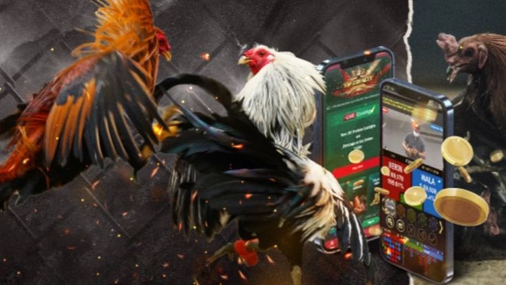 Lựa chọn gà tre đá một cách hợp lý
